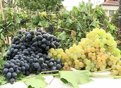 Boabe de struguri care abia incap in gura si ciorchini de 3 kg. Festivalul Strugurelui, in premiera