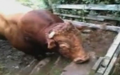 S-au trezit prinsi intre doi tauri furiosi. Cum au reusit sa scape. VIDEO S-au trezit prinsi intre doi tauri furiosi. Cum au reusit sa scape. VIDEO