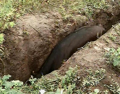 Incident intr-o localitate din raionul Anenii Noi. O vaca a cazut int-un sant: "Pot sa cada copii acolo" Incident intr-o localitate din raionul Anenii Noi. O vaca a cazut int-un sant: "Pot sa cada copii acolo"