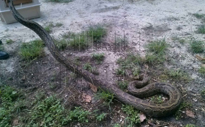 Momentul terifiant in care un piton isi ucide victima. "Era cel mai iubit membru al familiei". FOTO Momentul terifiant in care un piton isi ucide victima. "Era cel mai iubit membru al familiei". FOTO