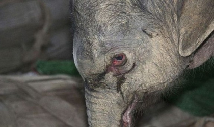 Ti se rupe sufletul! Motivul socant pentru care un pui de elefant a plans timp de cinci ore Ti se rupe sufletul! Motivul socant pentru care un pui de elefant a plans timp de cinci ore