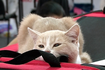 Peste 200 de pisici de rasa, expuse la Moldexpo. N-o sa iti vina sa crezi cat ajung sa valoreze felinele