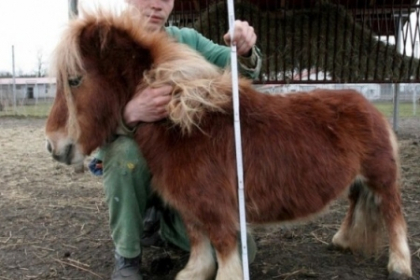 Cel mai mic ponei din lume a fost rapit. Animalul ar fi fost luat de mafie Cel mai mic ponei din lume a fost rapit. Animalul ar fi fost luat de mafie