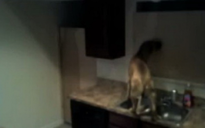 Cainele Houdini. Cum scapa un patruped din camera in care l-a incuiat stapanul. VIDEO Cainele Houdini. Cum scapa un patruped din camera in care l-a incuiat stapanul. VIDEO
