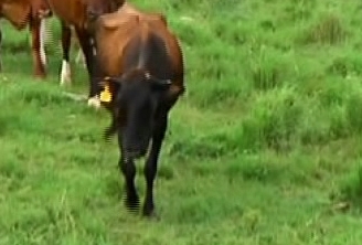 Un caz la 11 milioane. Oamenilor nu le-a venit sa creada ce a adus pe lume aceasta vaca