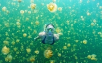 A inotat printre mii de meduze, imbracata doar in costum de baie. FOTO A inotat printre mii de meduze, imbracata doar in costum de baie. FOTO