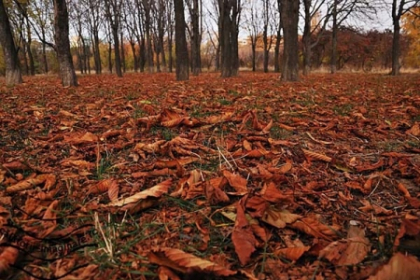 In aceasta toamna toate parcurile vor fi pline de frunze: "Nu avem unde sa le depozitam" In aceasta toamna toate parcurile vor fi pline de frunze: "Nu avem unde sa le depozitam"