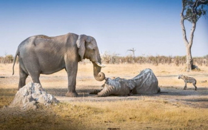 Momentul emotionant in care un elefant isi ia adio de la prietenul sau. FOTO Momentul emotionant in care un elefant isi ia adio de la prietenul sau. FOTO