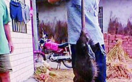Sobolanul de un metru si cinci kilograme. Satenii au rupt doua cutite incercand sa-l taie. FOTO Sobolanul de un metru si cinci kilograme. Satenii au rupt doua cutite incercand sa-l taie. FOTO