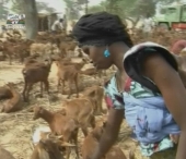 In Nigeria Mos Craciun aduce... capre In Nigeria Mos Craciun aduce... capre