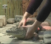 Crocodili in magazin! La un supermarket din Chisinau sunt expuse 5 reptile adevarate Crocodili in magazin! La un supermarket din Chisinau sunt expuse 5 reptile adevarate