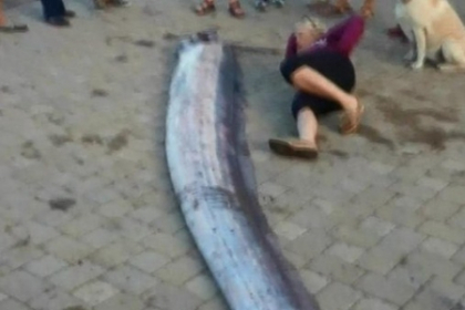 Cativa pescari din California au prins pentru prima data un peste urias. Vezi cum arata Cativa pescari din California au prins pentru prima data un peste urias. Vezi cum arata
