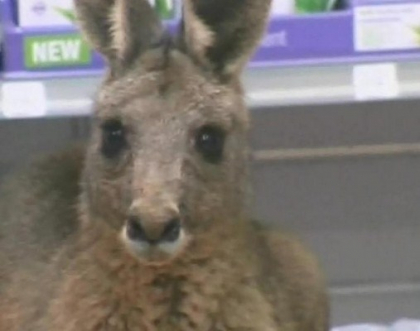 Un cangur s-a furisat in farmacia aeroportului international din Australia: "Refuza sa iasa" Un cangur s-a furisat in farmacia aeroportului international din Australia: "Refuza sa iasa"