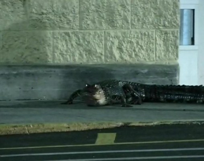 Momentul in care un aligator urias se plimba printr-un magazin din Florida. Oamenii au intrat in panica Momentul in care un aligator urias se plimba printr-un magazin din Florida. Oamenii au intrat in panica