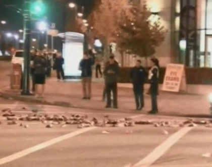 Surpriza neplacuta intr-o intersectie din Vancouver. Sute de capete de peste, imprastiate pe strada Surpriza neplacuta intr-o intersectie din Vancouver. Sute de capete de peste, imprastiate pe strada