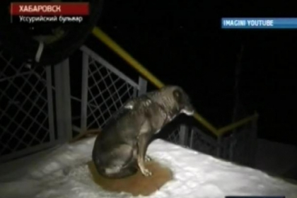 Hachiko de Rusia. Isi asteapta stapanul in port mai bine de 3 saptamani Hachiko de Rusia. Isi asteapta stapanul in port mai bine de 3 saptamani