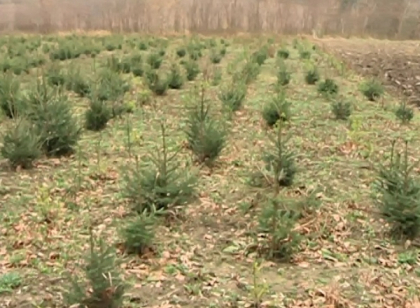 Mai putini brazi moldovenesti pe piata, in acest an. Cat vor costa pomii de Craciun