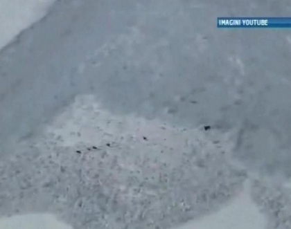 Momentul in care cateva capre au scapat ca prin minune de o avalansa din muntii Alpi