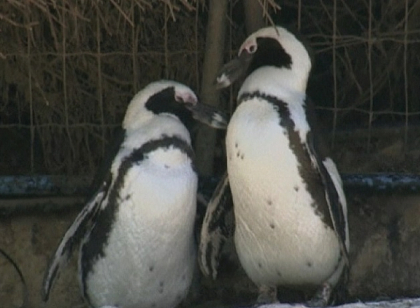Surpriza la o gradina zoologica din Israel. Cum arata un cuplu de pinguini lesbieni Surpriza la o gradina zoologica din Israel. Cum arata un cuplu de pinguini lesbieni