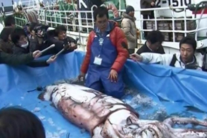 Captura IMPRESIONANTA. Ce au descoperit cativa pescari in largul Japoniei Captura IMPRESIONANTA. Ce au descoperit cativa pescari in largul Japoniei