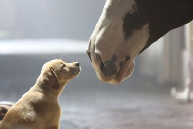 Reclama care a emotionat toata America intr-un minut. A devenit cea mai vizionata reclama de la Super Bowl a tuturor timpurilor Reclama care a emotionat toata America intr-un minut. A devenit cea mai vizionata reclama de la Super Bowl a tuturor timpurilor