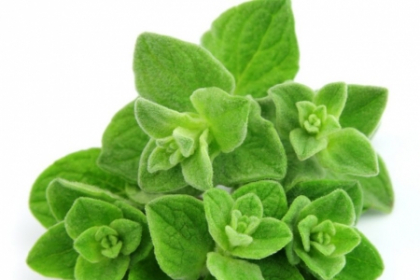 Oregano, condimentul care te scapa de infectii Oregano, condimentul care te scapa de infectii