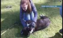 A salvat un caine folosind metoda respiratiei gura-la-gura