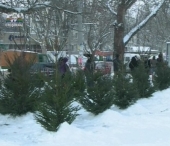 Primii brazi naturali au fost pusi in vanzare la Chisinau Primii brazi naturali au fost pusi in vanzare la Chisinau
