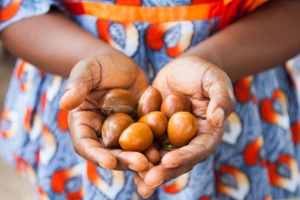 Fructul care poate sa scoata Africa din saracie Fructul care poate sa scoata Africa din saracie