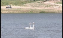 Au aparut primele lebede pe lacul de la Valea Morilor Au aparut primele lebede pe lacul de la Valea Morilor
