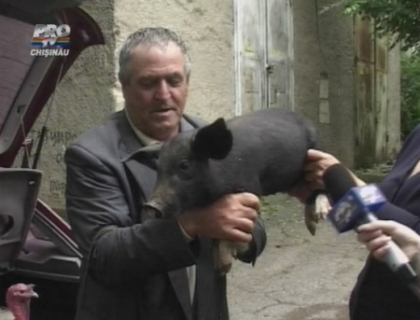 Doi purcei si un curcan pentru Adrian Ursu, in semn de recunostinta Doi purcei si un curcan pentru Adrian Ursu, in semn de recunostinta