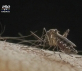 Malaria transmisa de tantari face ravagii in Asia Malaria transmisa de tantari face ravagii in Asia