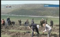Toamna numaram bobocii si sadim copaci Toamna numaram bobocii si sadim copaci
