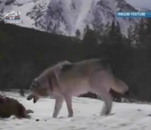 Barbatul gasit ieri mort pe lacul din satul Mingir nu a fost atacat de lupi Barbatul gasit ieri mort pe lacul din satul Mingir nu a fost atacat de lupi