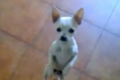 VIDEO. Un chiuhuahua, mare amator de rumba. Le da clasa marilor dansatori
