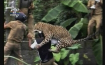 Un leopard a schilodit 11 persoane dintr-un sat din India Un leopard a schilodit 11 persoane dintr-un sat din India