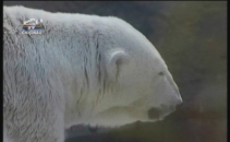 Aer conditionat pentru animalele de la Gradina Zoologica din Rusia