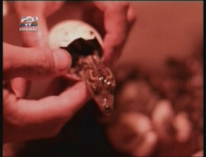 Imagini inedite la o gradina zoologica din Laos. Au filmat cum iese din ou un pui de crocodil siamez Imagini inedite la o gradina zoologica din Laos. Au filmat cum iese din ou un pui de crocodil siamez