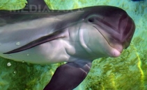 Delfinii, capabili sa inteleaga moartea? Cum se comporta animalele cand un membru al grupului moare - FOTO Delfinii, capabili sa inteleaga moartea? Cum se comporta animalele cand un membru al grupului moare - FOTO