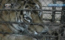 Inca un pui de tigru la Gradina Zoologica din Chisinau! Tu ce nume i-ai da? Inca un pui de tigru la Gradina Zoologica din Chisinau! Tu ce nume i-ai da?