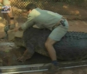 Inundatiile au scos la iveala crocodili uriasi! Cum arata reptila de o tona capturata in Australia
