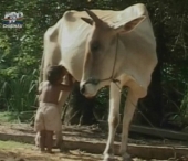 O vaca i-a inlocuit unui copil dragostea de mama si l-a alaptat. Povestea impresionanta a unui baietel din Cambodgia O vaca i-a inlocuit unui copil dragostea de mama si l-a alaptat. Povestea impresionanta a unui baietel din Cambodgia