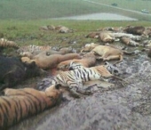 Masacru in Ohio. 48 de animale exotice, ciuruite de trupele SWAT si serifii locali