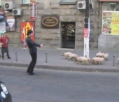 VIDEO AMUZANT. Cu porcii la protest. A dat drumul la 10 purcelusi chiar in Piata Marii Adunari Nationale VIDEO AMUZANT. Cu porcii la protest. A dat drumul la 10 purcelusi chiar in Piata Marii Adunari Nationale