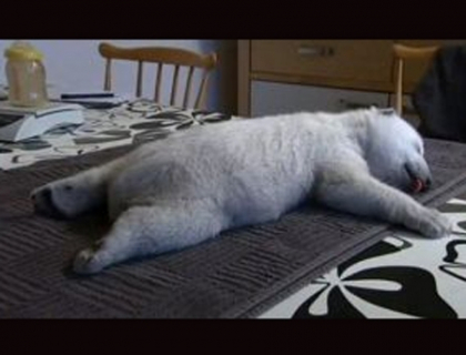 Nu ma trezi, vreau sa mai dorm putin! Uite cat de alintat este acest pui de urs polar: VIDEO