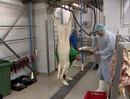 Forfota mare la ferma de porci din Cimiseni. Vezi prin ce ritual de taiere trec acestia