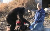 Cimpanzeul care stie sa faca ceva ce majoritatea barbatilor habar n-au. VIDEO