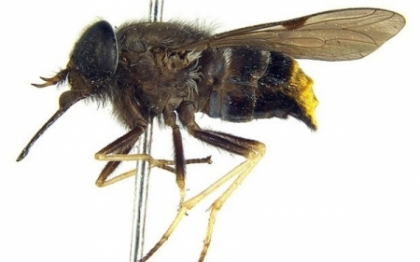 O musca a primit numele unei dive celebre. Savantii spun ca au acelasi posterior. Vezi asemanarea? O musca a primit numele unei dive celebre. Savantii spun ca au acelasi posterior. Vezi asemanarea?