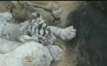 Ii alapateaza, se joaca si ii ingrijeste! Trei pui de tigru siberian au fost adoptati de catre o catelusa