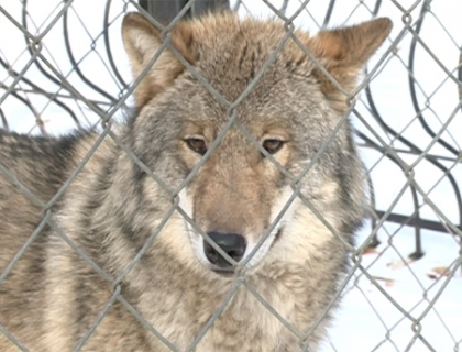 Masuri speciale impotriva gerului! Cum ierneaza animalele de la Gradina Zoologica Masuri speciale impotriva gerului! Cum ierneaza animalele de la Gradina Zoologica